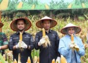 Bupati Tarmizi Gelar Panen Raya Jagung Kuartal II di Kawal XVI